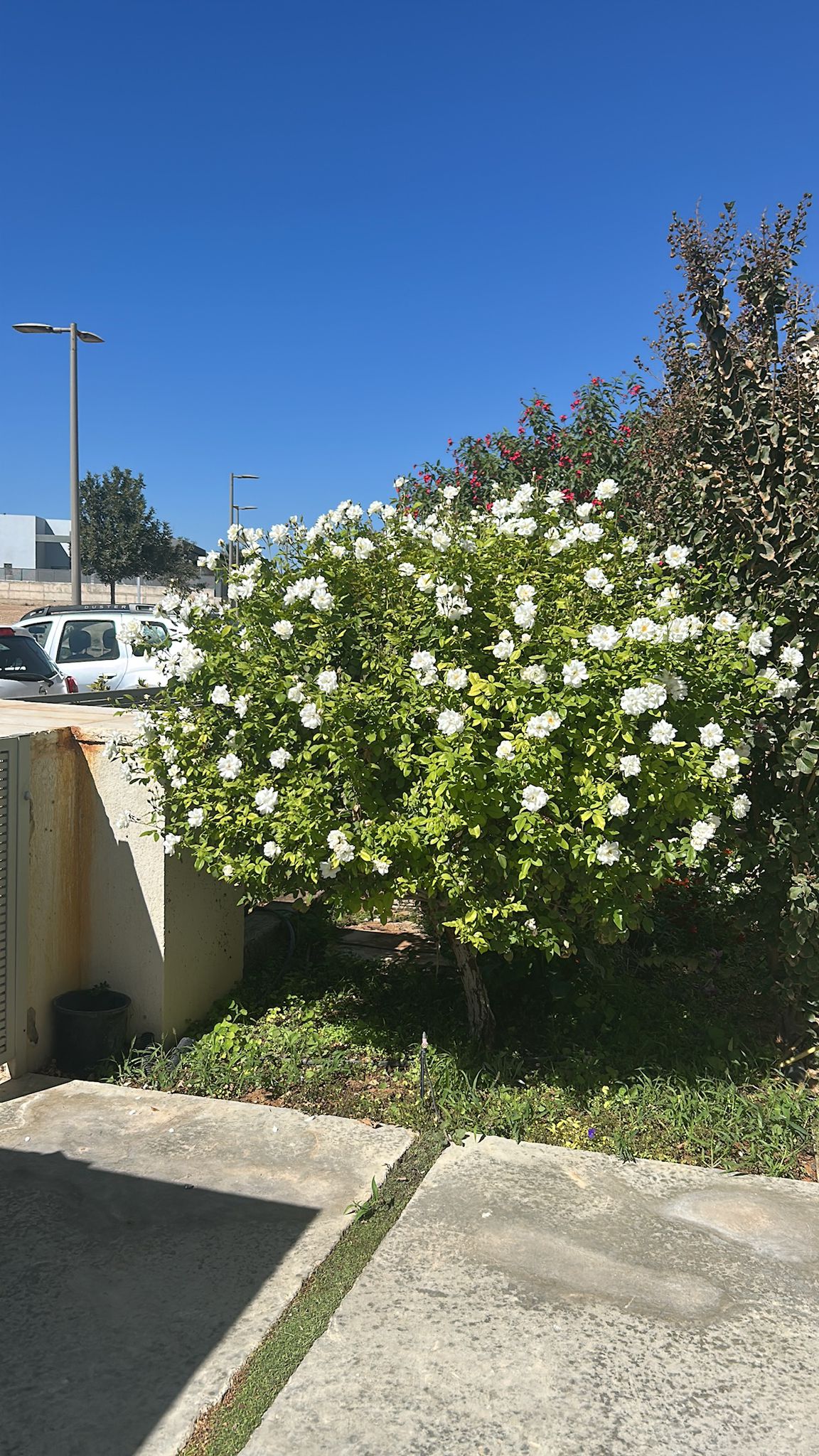 גינה פרטית עם שיחי פריחה